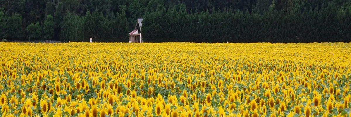 Image Couvreur shingle Centre-Val de Loire