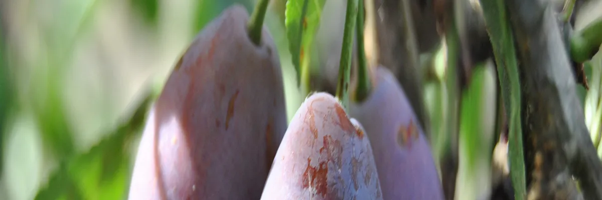 Image Couvreur shingle Lot-et-Garonne
